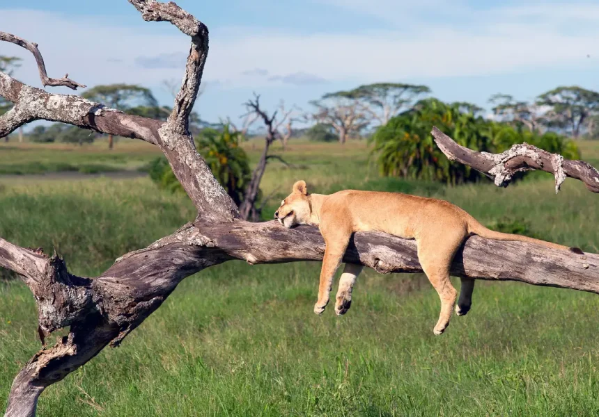7-days-tarangire-ndutu-serengeti-ngorongoro-crater-safari1
