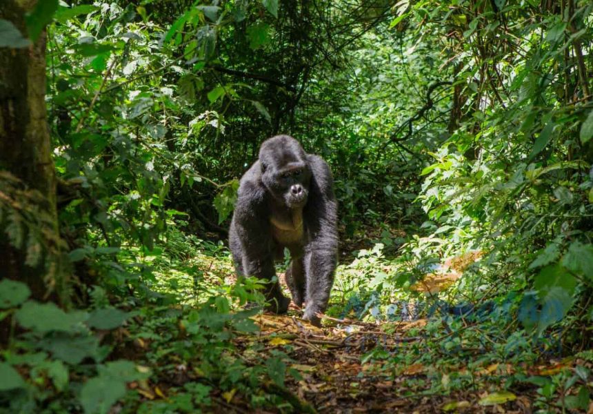 Bwindi-Impenetrable-National-Park-4