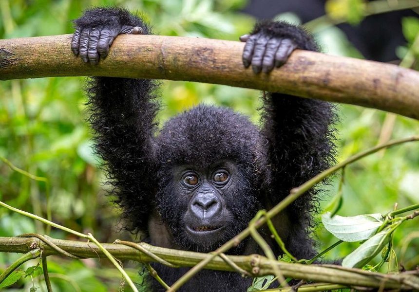 Bwindi-Impenetrable-National-Park