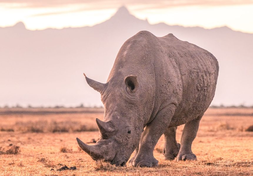 Destinations-Ol-Pejeta-Rhino-2