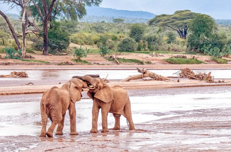 Destinations-Samburu-Elephants
