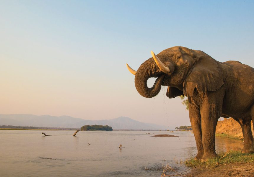 Elephant-drinking-water-in-Mana-Pools-National-Park-Zimbabwe