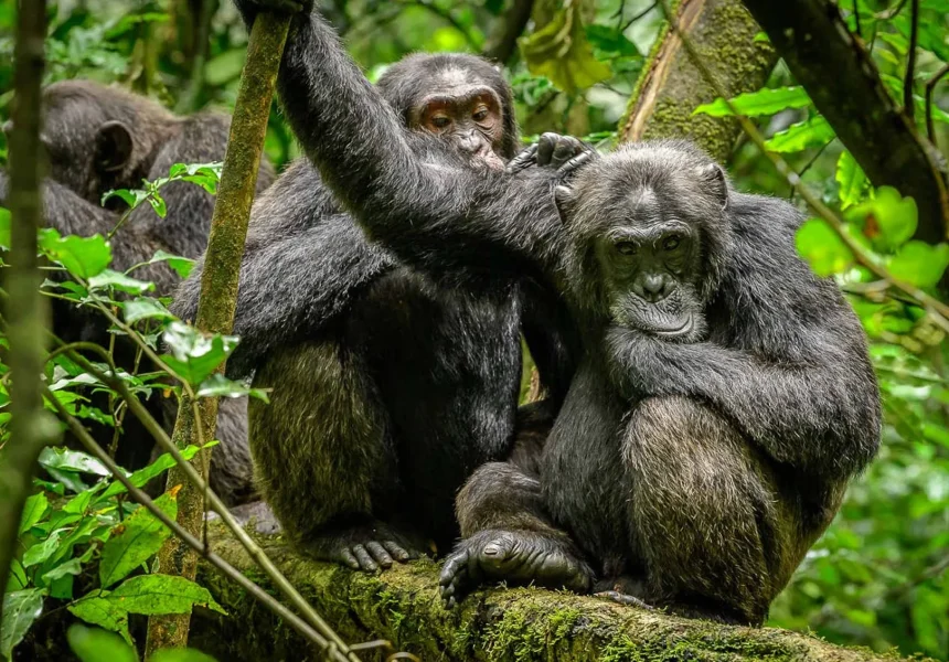 Kibale Forest National Park