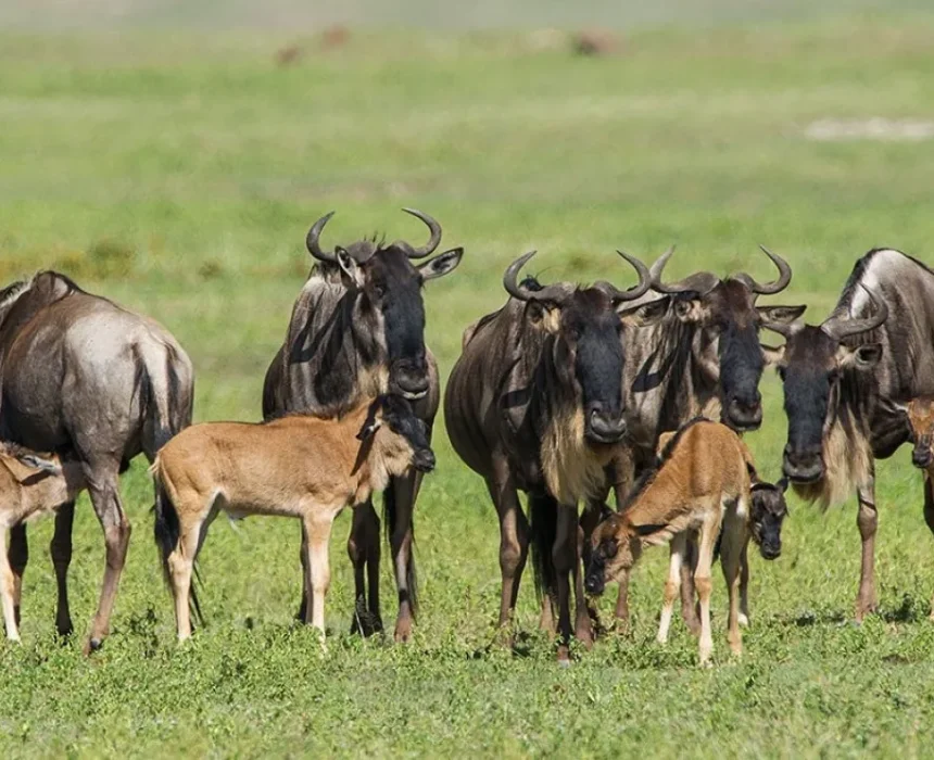 Ndutu-calving-season