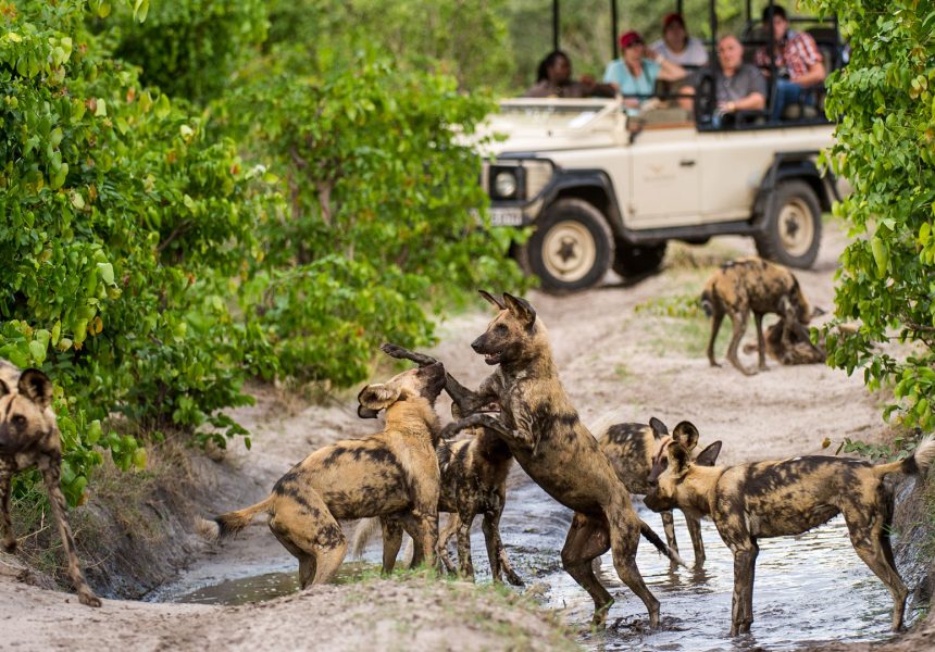 Race-across-the-wilderness-of-Linyanti-in-open-with-wild-dogs