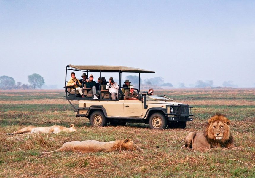 Zambia_Kafue_WildernessSafaris_Busanga_GameDrive_Lion