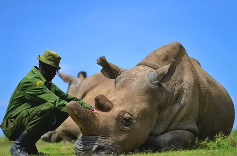 conservation-safari-laikipia-kenya