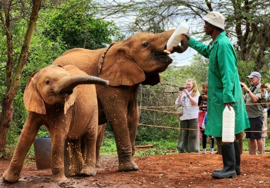 david-sheldrick-elephant-orphanage-tour