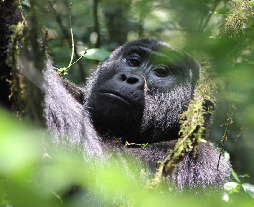 gorilla-trekking-1024x768