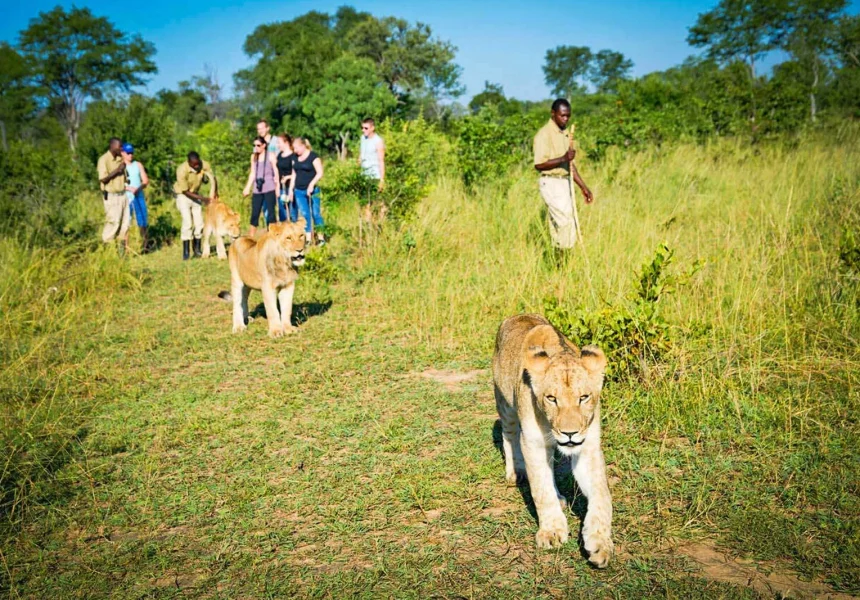 lions-walking-safari-zambia___
