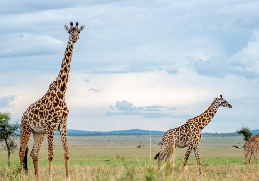 ser-singita-g-luxury-tanzania-safaris